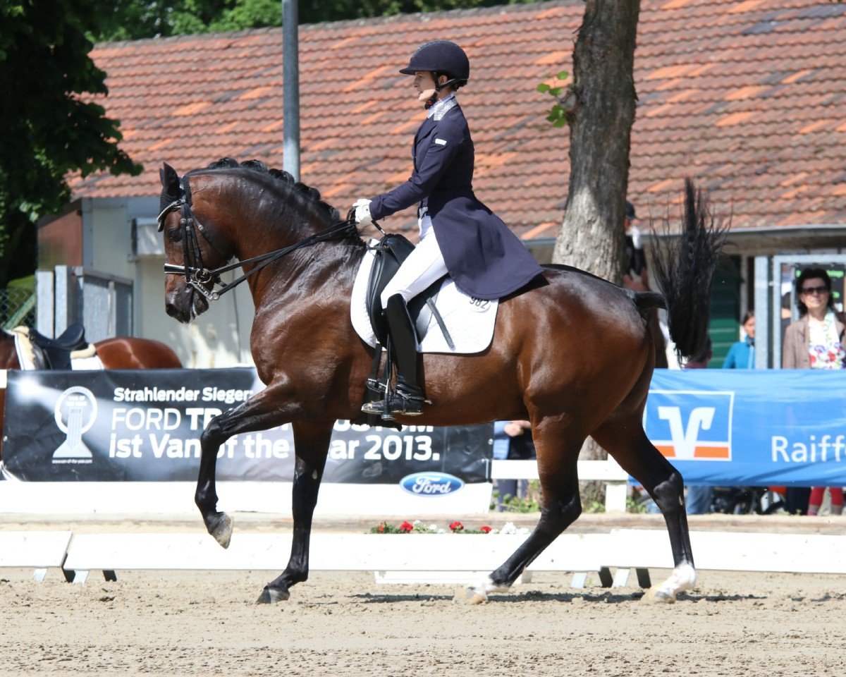 stallion Dance Star AT NRW (German Riding Pony, 2004, from Dressman)