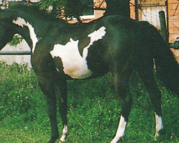 stallion Cadillac Mc Cue (unknown, 1989, from Sir Mickey McCue) stallion Cadillac Mc Cue (unknown, 1989, from Sir Mickey McCue)