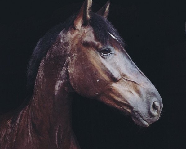 Springpferd Calvados Royal (Westfale, 2013, von Captain Jack 44)