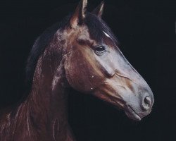 Springpferd Calvados Royal (Westfale, 2013, von Captain Jack 44)