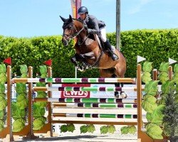 jumper Dynamite Giguellerie (Belgian Warmblood, 2009, from Erco van het Roosakker)