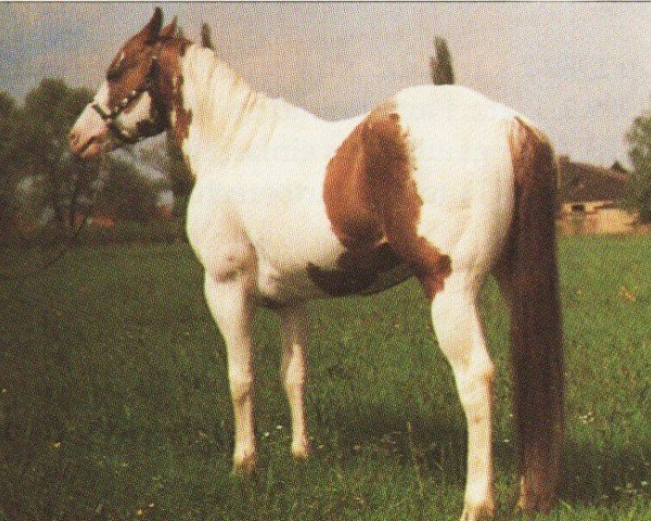 stallion Leo Winn (Paint Horse, 1981, from Tuff Chick) stallion Leo Winn (Paint Horse, 1981, from Tuff Chick)