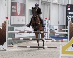 Springpferd Calatin de Roulard (Selle Français, 2012, von Exploit de Roulard)