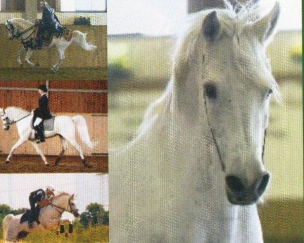 Deckhengst Al Samir ox (Vollblutaraber, 1994, von Mashour ox) Deckhengst Al Samir ox (Vollblutaraber, 1994, von Mashour ox)
