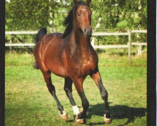 horse Boshido (Shagya Arabian, 2008, from Galan ShA)