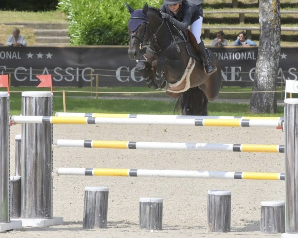 Springpferd Dakar (KWPN (Niederländisches Warmblut), 2008, von Clooney)