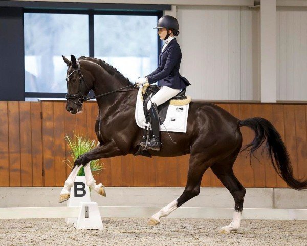 Pferd Puccini MH (KWPN (Niederländisches Warmblut), 2020, von Kjento)