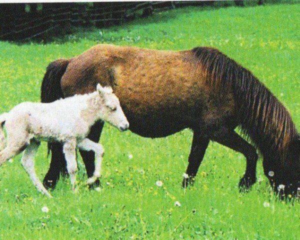 horse Ljomi (Iceland Horse, 2005, from Pipar von Roetgen)