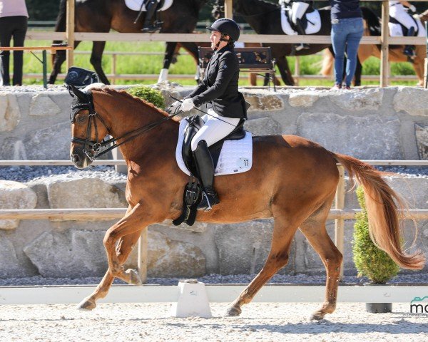 dressage horse Bravour (Trakehner, 2009, from Kaiserkult TSF)