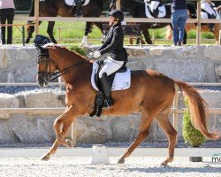 dressage horse Bravour (Trakehner, 2009, from Kaiserkult TSF)