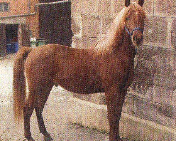horse Safir (Arabian, 2001, from Nasaki EAO)