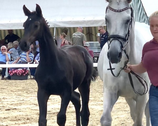 horse Call me Chocolate (Holsteiner, 2021, from Central Park 6)