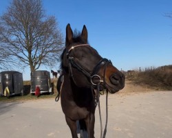 Dressurpferd Blitzlicht Affäre (Trakehner, 2011, von Sweet Affair)