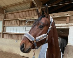 jumper Felicio 14 (German Sport Horse, 2017, from Fuechtels Floriscount OLD)