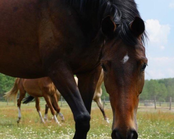 Dressurpferd Quanta's Queen (Deutsches Sportpferd, 2016, von Quanta Costa 17)
