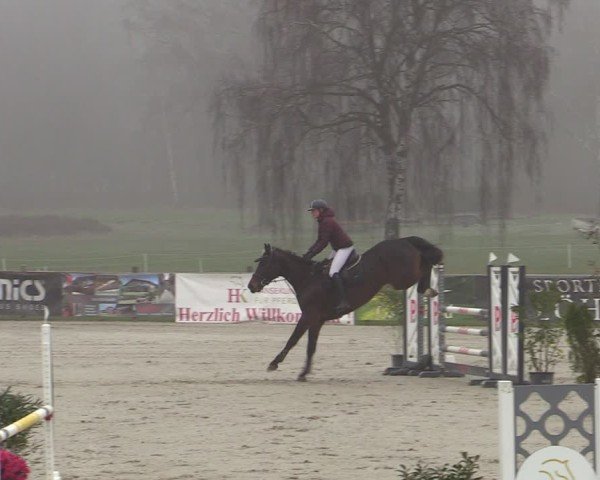Reitturnier Westergellersen 2025