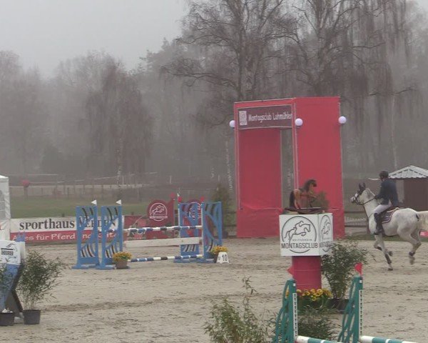 Reitturnier Westergellersen 2025