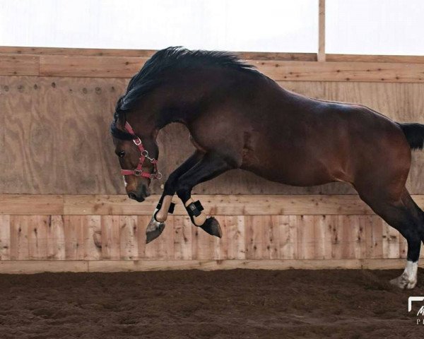 stallion Kantje's Zappa (New Forest Pony, 2004, from Marnehoeve's Everest)