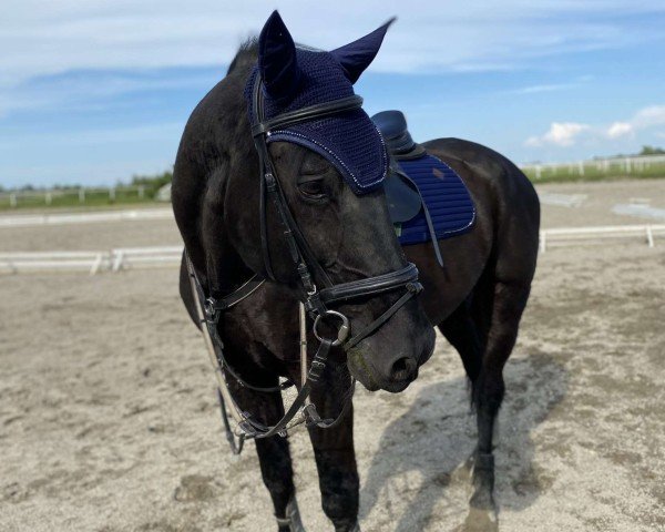Springpferd Black Pearl H (Westfale, 2010, von Cantoblanco)