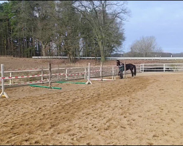 Video of Stute von Foundation / San Remo