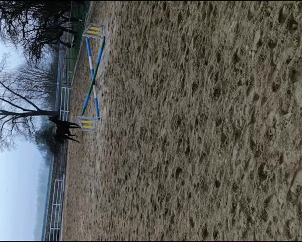 Video of Stute von Foundation / San Remo