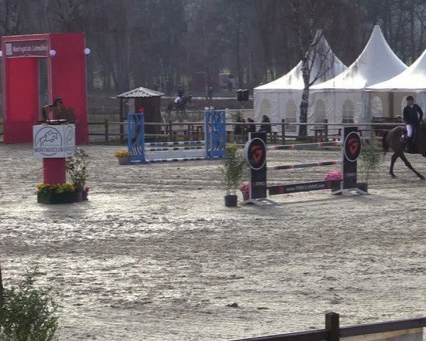 Reitturnier Westergellersen 2025