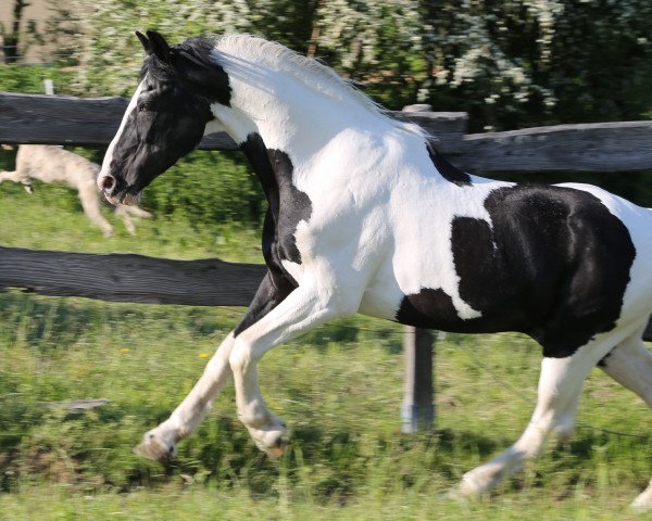 stallion Shetan (Pinto with riding horses pedigree, 1991, from Samber) stallion Shetan (Pinto with riding horses pedigree, 1991, from Samber)