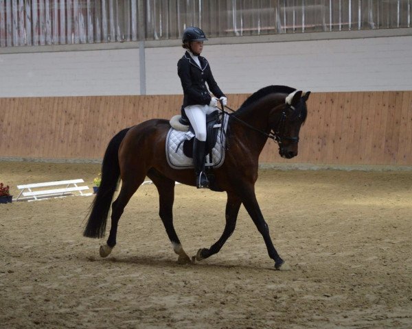 horse Dusty (German Riding Pony, 1994, from Dressman)
