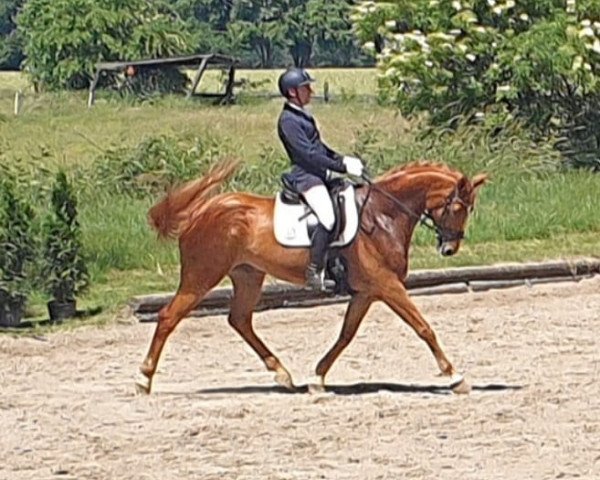 dressage horse Louis D'Or 44 (Westphalian, 2013, from Lemony's Nicket)