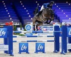 Zuchtstute Egerie du Val du Geer (Belgium Sporthorse, 2010, von Toulon)