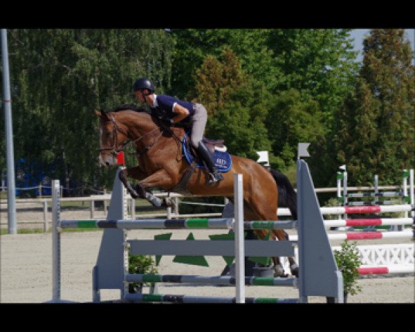 jumper Verano Edl (Oldenburg, 2007, from Verdi)