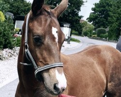 Pferd Stute von Diamant de Semilly / Contender (Holsteiner, 2021, von Diamant de Semilly)