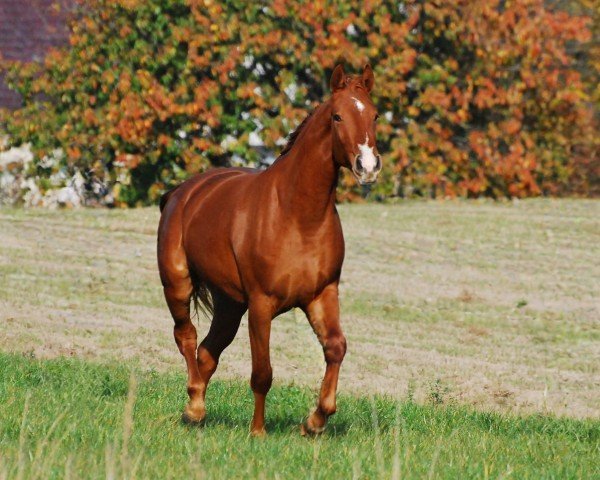 horse Utola-WM (German Sport Horse, 2022, from Courtier)