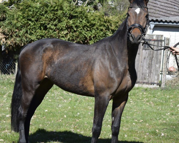 broodmare Buschwindröschen (Mecklenburg, 2022, from Balou's Bonanza P)