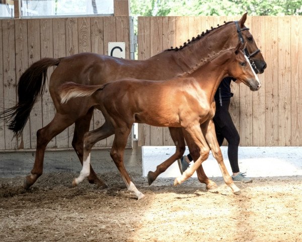 horse Nice and Easy (Holsteiner, 2021, from Nixon van 't Meulenhof)