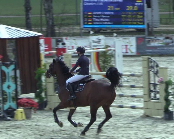 Reitturnier Westergellersen 2025
