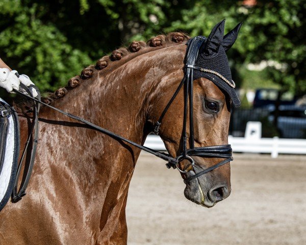 Dressurpferd Fion D'Or (Hannoveraner, 2018, von Finnigan)