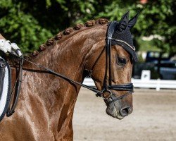 dressage horse Fion D'Or (Hanoverian, 2018, from Finnigan)