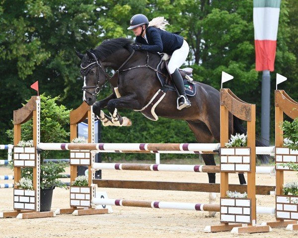 Springpferd Staedtebahn's Longines (Holsteiner, 2012, von Larimar)