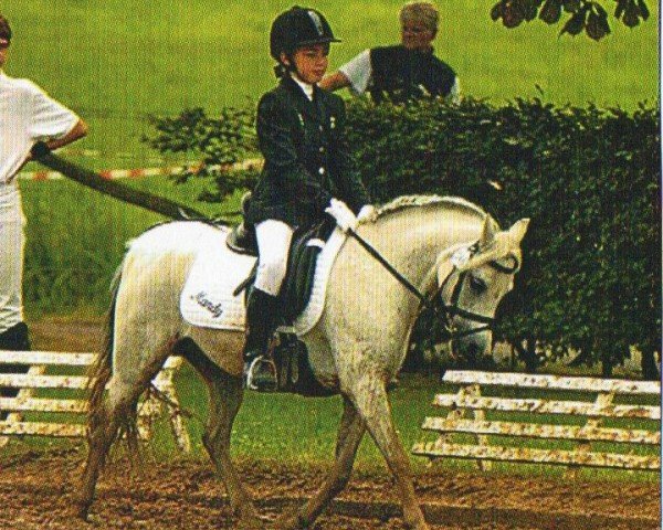 Zuchtstute Double P's Mandy (Welsh Mountain Pony (Sek.A), 1992, von Nachtegaal's Captain)