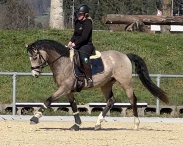 Deckhengst GS Dream Space (Deutsches Reitpony, 2021, von Double Cream)