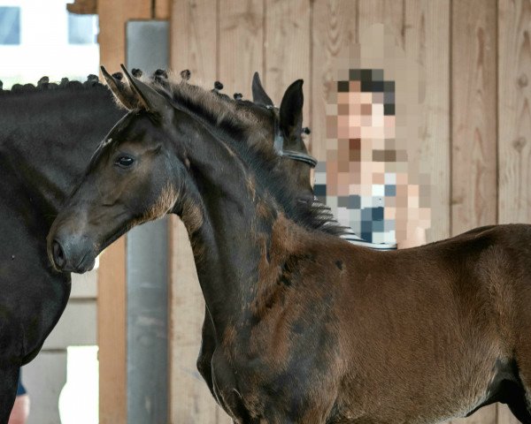 horse Hengst von Glasgow van het Merelsnest / Caretano (Holsteiner, 2021, from Glasgow van het Merelsnest)