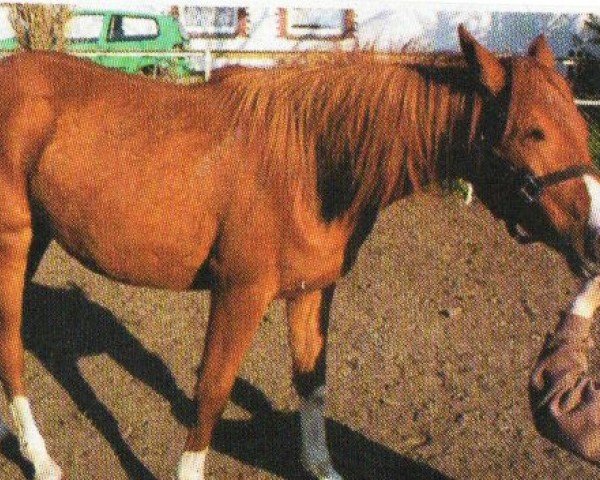 horse Galina (Arabian, 2003, from Gardub ox)