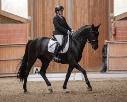 Dressurpferd Sweet Love for Harry H.U. (Westfale, 2015, von San Amour I)