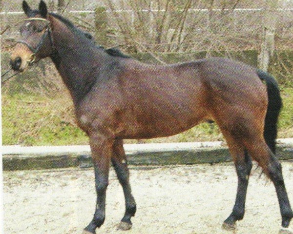 horse Dreamer v.d.Hei (Trakehner, 2001, from Latimer)