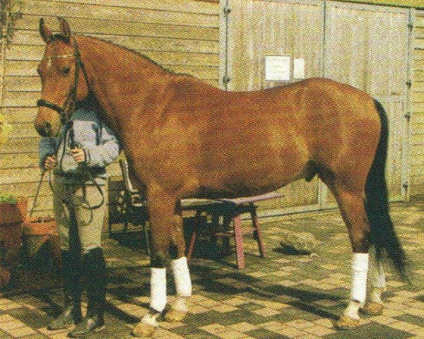 horse Bascha 3 (German Riding Pony, 1996, from Black Boy)