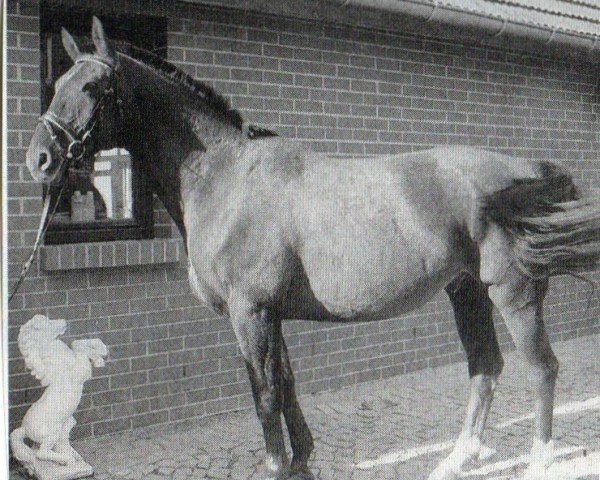 horse Fox 43 (Westphalian,  , from Fagott)