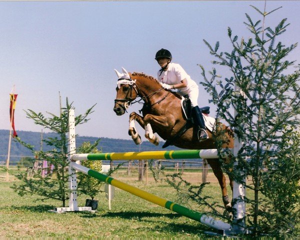 horse Sultan XVII (Holländisches riding ponies, 1983, from Unbekannt Pony)