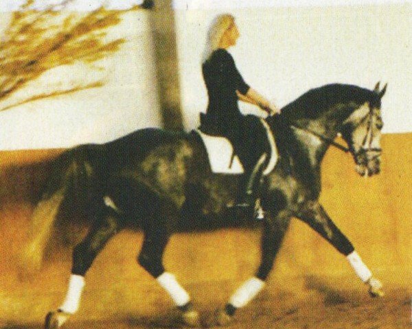 dressage horse Pik Donnerhalls Boy (Westphalian, 1998, from Pik Donnerhall)