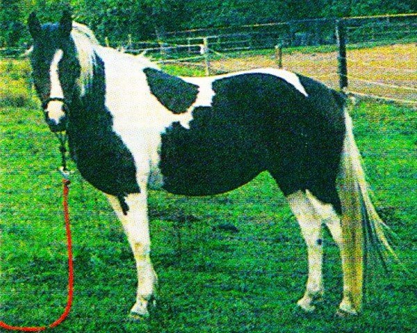 horse Lady (German Riding Pony, 1996, from Namajan)